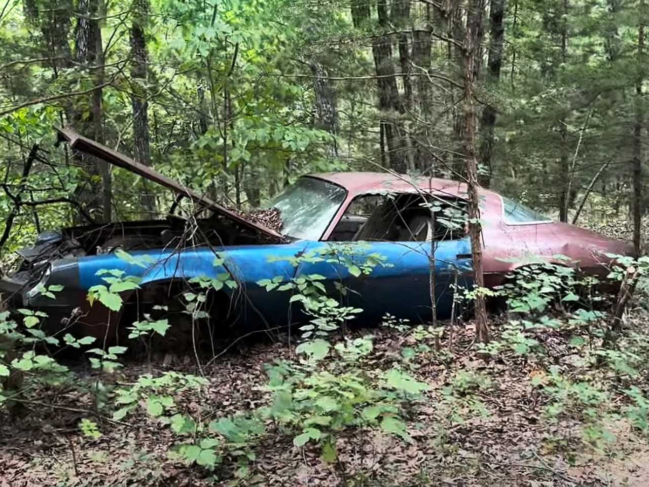 Clássicos raros são abandonados há décadas em floresta